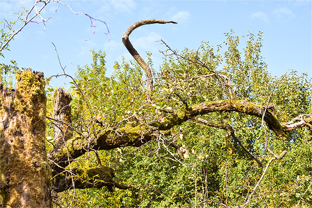 Naturbelassene Ausgleichsfläche