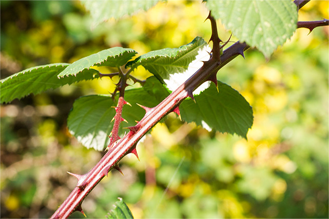 Naturbelassene Flächen