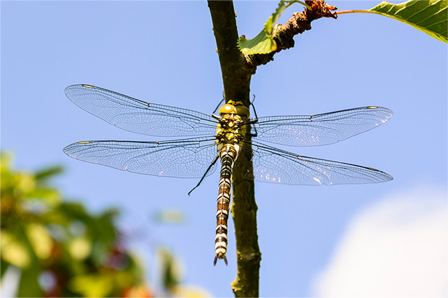 Libelle auf dem jungen Zweig eines Apfelbaumes