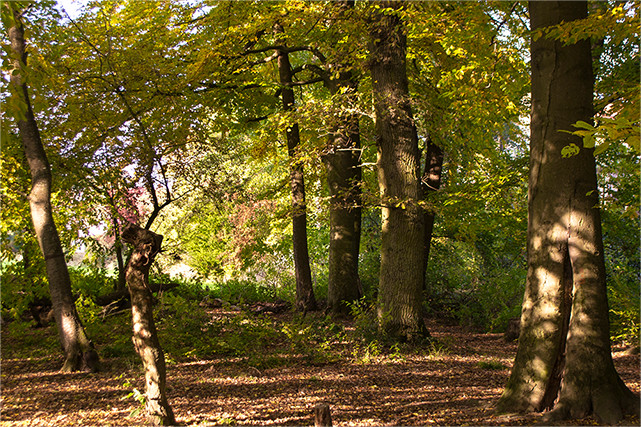 Waldflächen