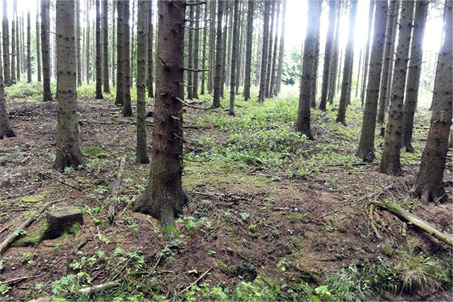 Waldfläche mit nachhaltigem Forstpflanzenanbau